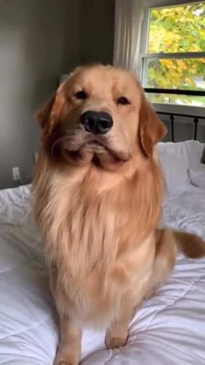 dog ate the bee