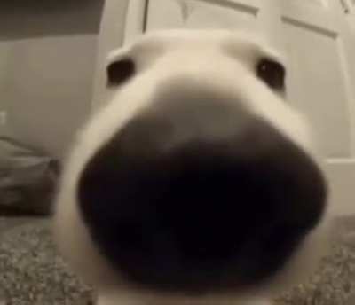 Blursed_Sniff