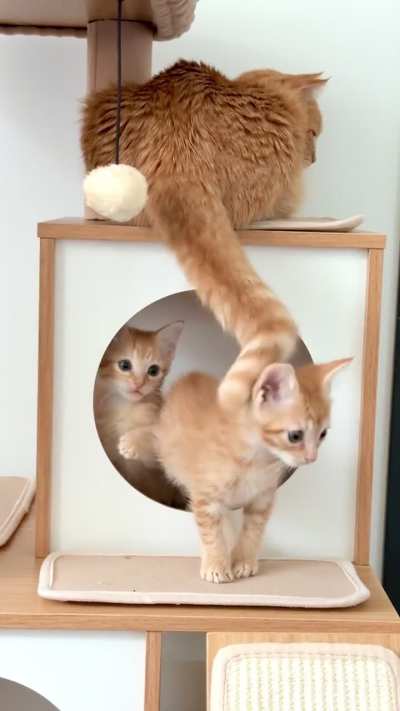 Mama Marmalade can&rsquo;t get a moment&rsquo;s peace.