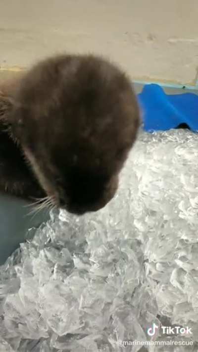 I guess otters don&rsquo;t experience brain freeze?