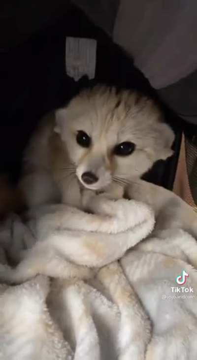 yay fennec foxxo!
