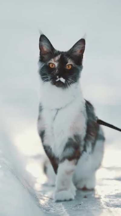 Котик