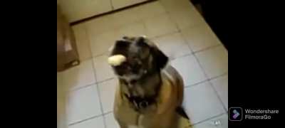 Bubba the Bean Burrito devourer.