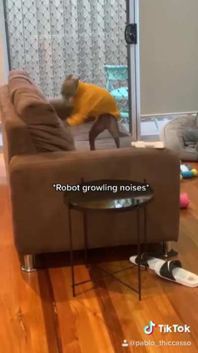 Pablo.Iggy hates our couch 😂