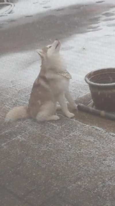 My yearling dog might actually be a small child in a fursuit