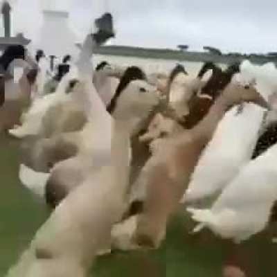 Hide your woman and children war is coming!