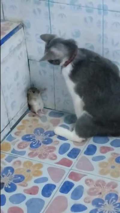 “晶哥饶了鼠鼠们吧~”