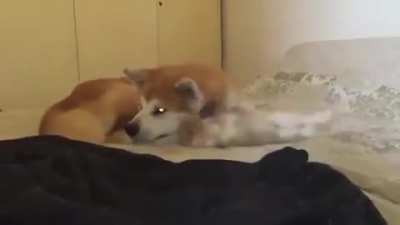 ViCiOuS WoLF dEsTrOyS HeLPLesS raBBiT !! Reddit User left in shock!
