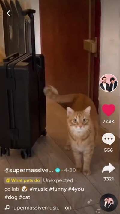 The hottest hit by Kibbles + Bits