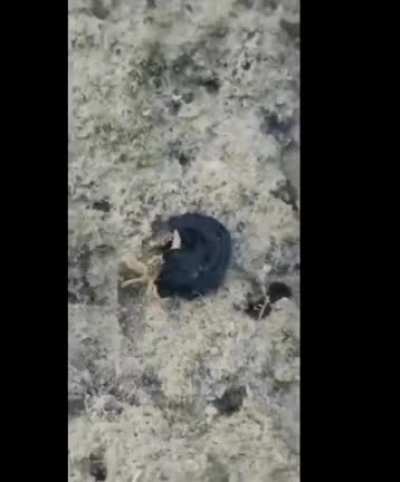 Sea creatures fighting