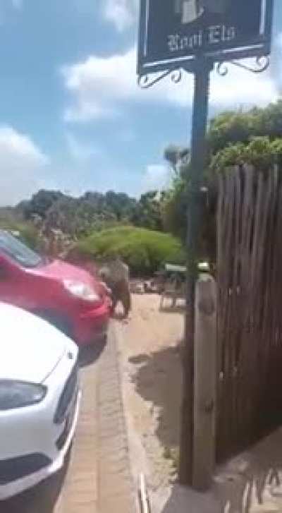 Baboon steals dog