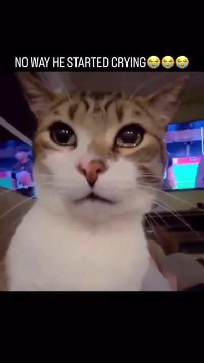 Sad and fat wunk
