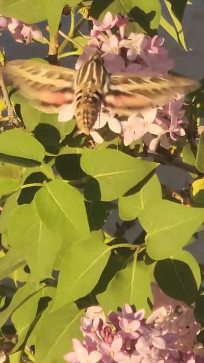 White Lined Sphinx Moth (a.k.a. Hummingbird Moth) Enjoying the Lilac Bush in front of my Apartment :)