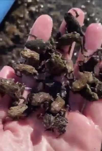 Too many frogs. Waaaay too many.