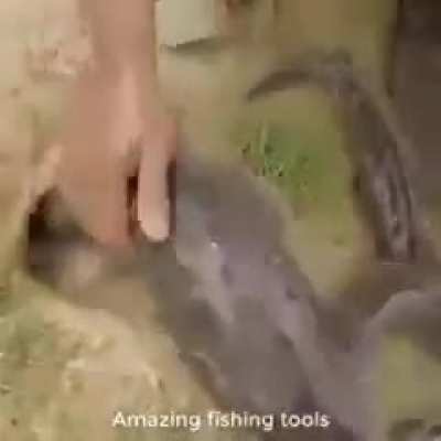 Snake in