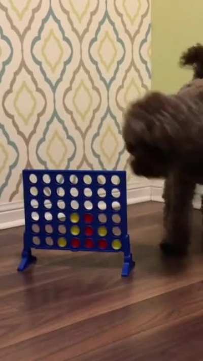 I&rsquo;ve been training my dog 10 minutes every day for 3 years. Here are some difficult dog tricks!