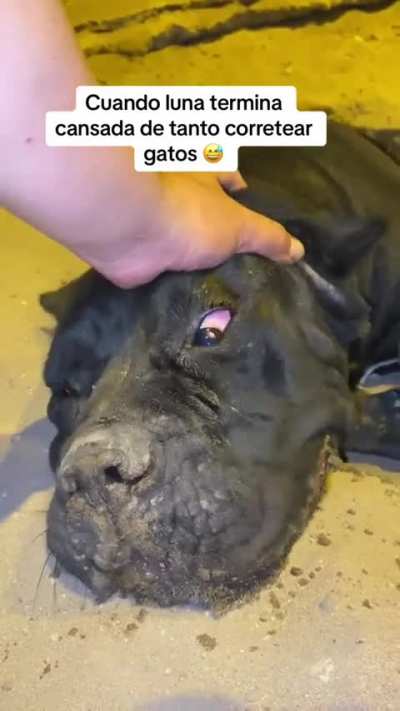 Ta' cansadita