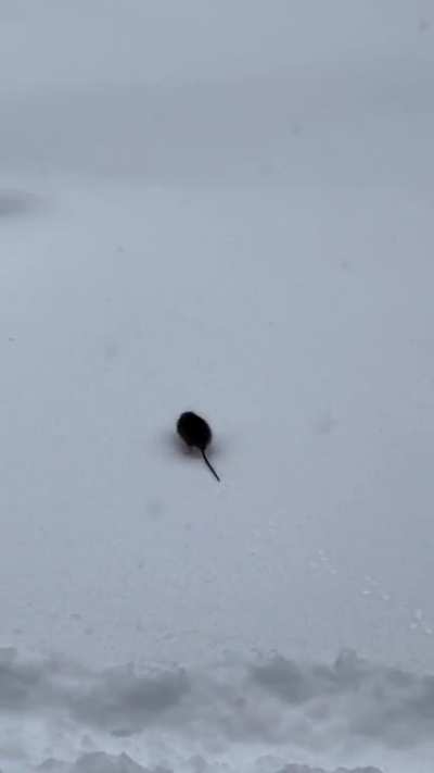 Fresh never frozen