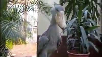 Sometimes gunfire and screaming just means that there's a Shoebill happy to see you.