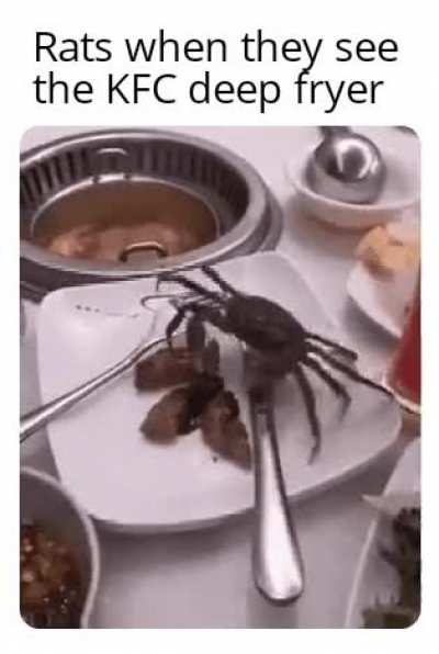 when the rat