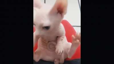 Bingus