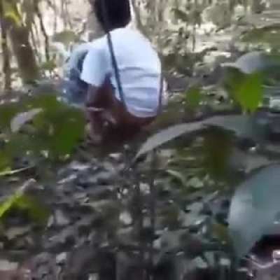 Be careful with the dangers in the forest.
