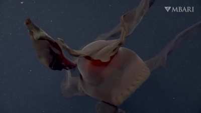 A giant 'phantom jellyfish' that traps its prey with 33 feet-long mouth-arms