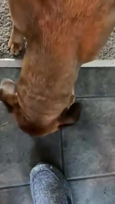 Try to eat but won't drop the ball first