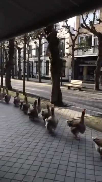 Goose step Drone parade