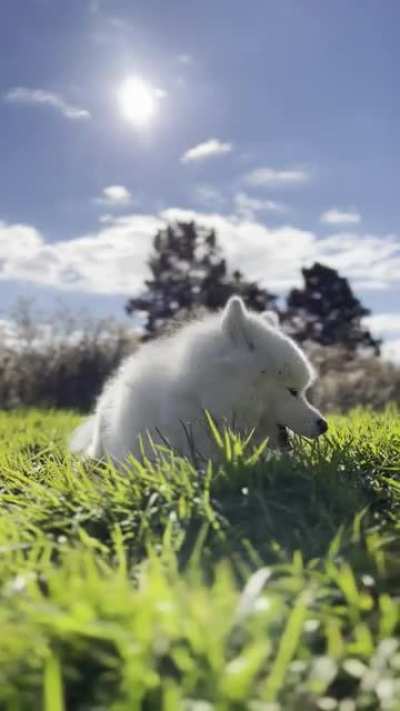 Just a baby cow eating grass. Don&rsquo;t mind me