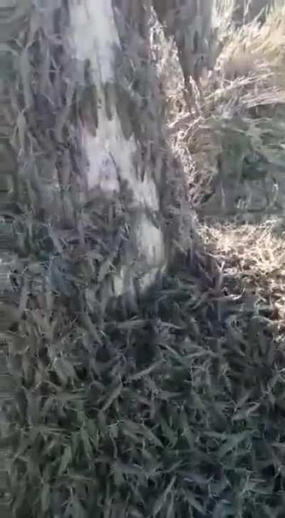 Казни Египетские