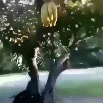 The bananas don&rsquo;t give up easily. (A post for my cake day)