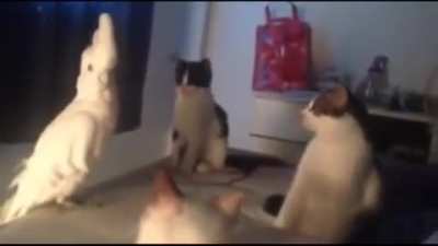 Imitating bird