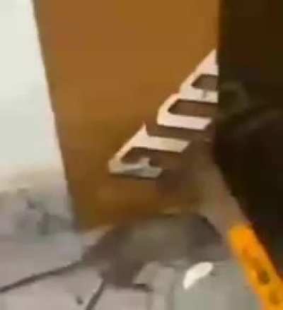 M&atilde;e:me ajuda aqui tem um rato! eu:ok sou corajoso segundos depois"