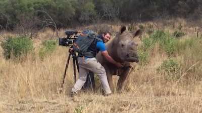 Photographer belly rubs rhino