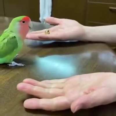 Smart bird