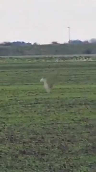 🔥 Rabbit jump escape from death..
