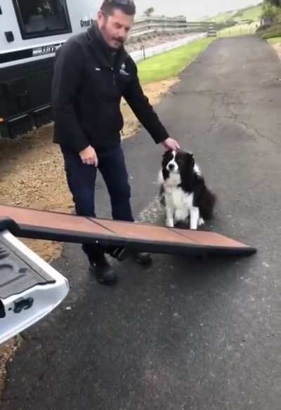 derpy doggo