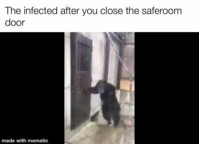 monkey infected