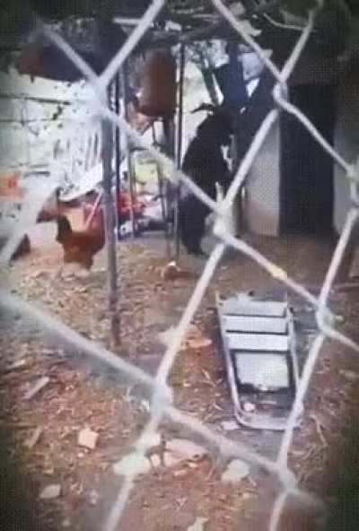 Chicken following a goat on its hind legs in to a shack
