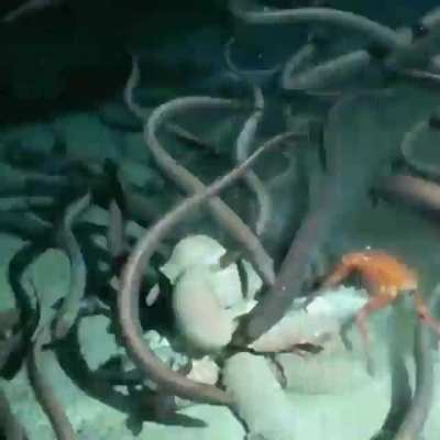 🔥 Deep cleaning at the bottom of the ocean: eels, isopods, and crabs at the banquet