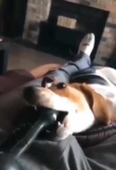 what da dog doin