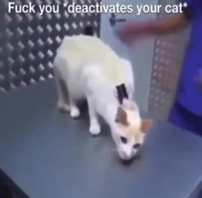 &ldquo;Neuter your cat&rdquo;