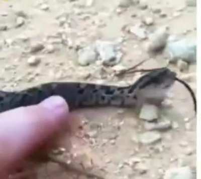 This smol snek