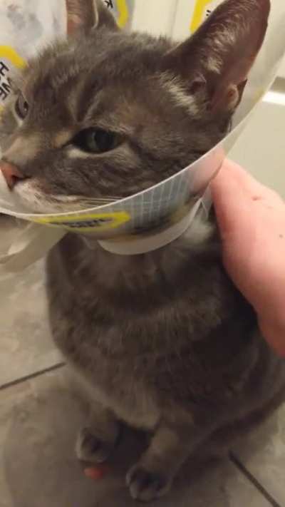 My cat has opinions about having a cone
