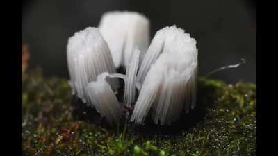 Stemonitis slime mould time-laps, these aren't actually mould or plants... they are amoebas, Giant single celled organism.