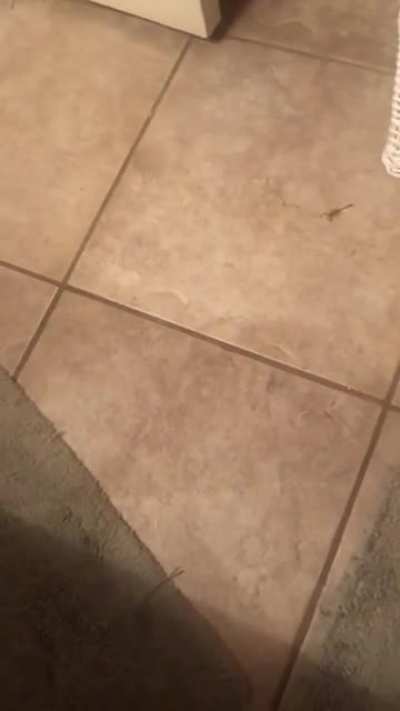 I thought this video of me trying to kill a scorpion belonged on here!