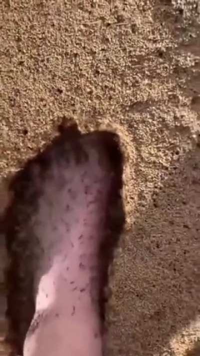 Ants