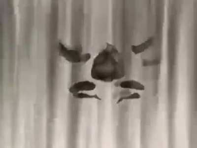 cursed_raven