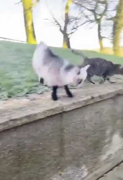Такой маленький, а уже козёл